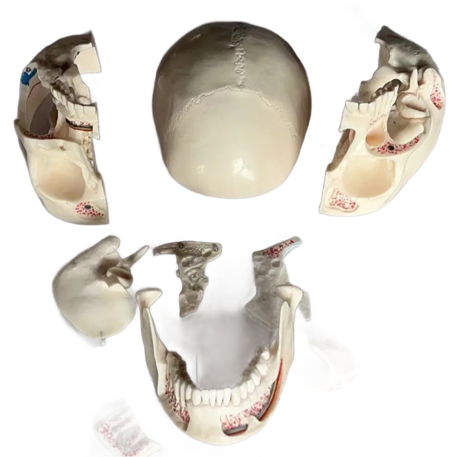 10-Part Dissectible Dental Osteology Model - Image 2