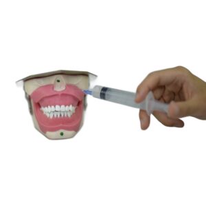 Anesthesia Training Typodont 11 injection landmark