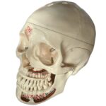 Exposed Neurovascular Dental Osteology Model