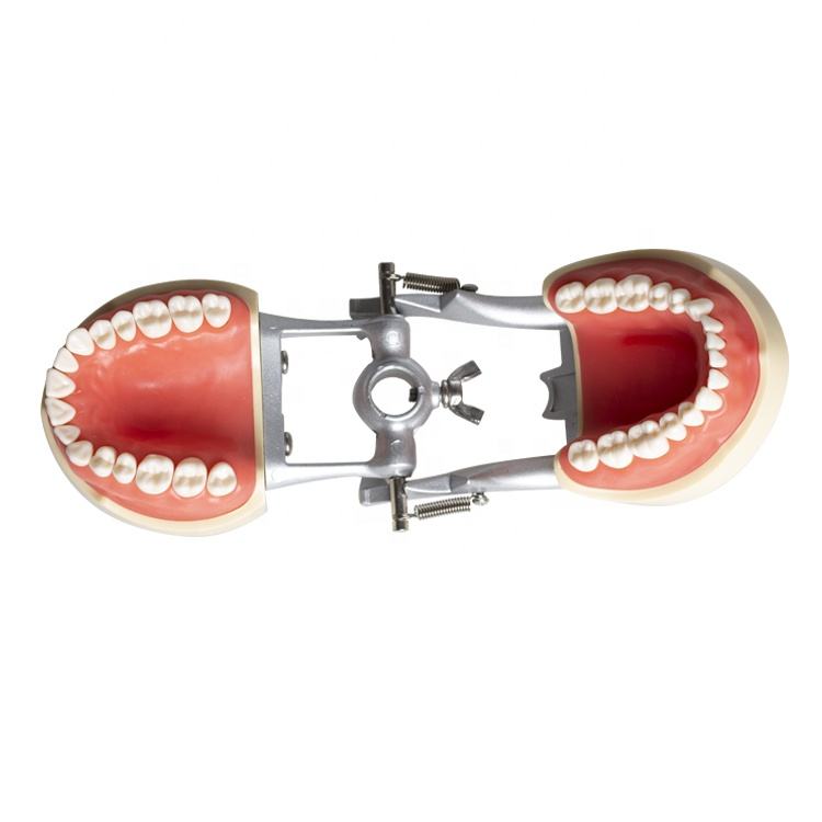 Frasaco-style dental training typodont adult 32 teeth