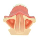 Maxillary Sinus Lift Training Model