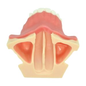 Maxillary Sinus Lift Training Model