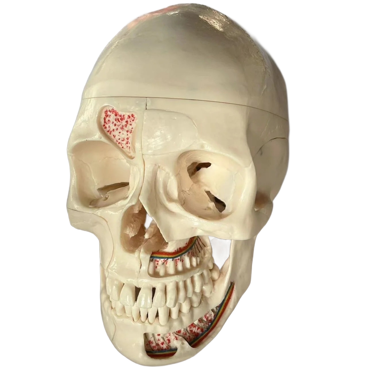 10-Part Dissectible Dental Osteology Model - Image 3