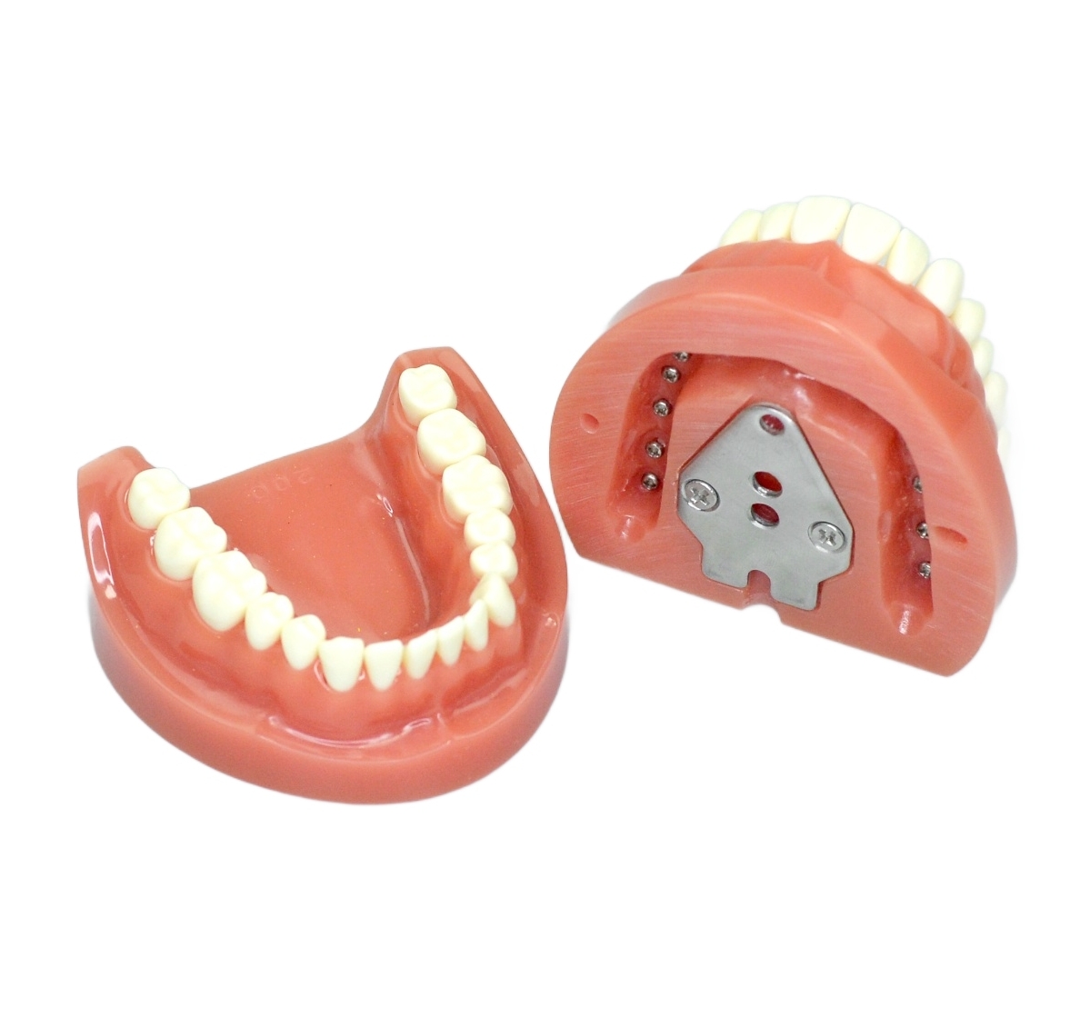 Tooth Preparation Typodont Model 32 Teeth | Phantom Head Mount | Hard Pink Gingiva - Image 2
