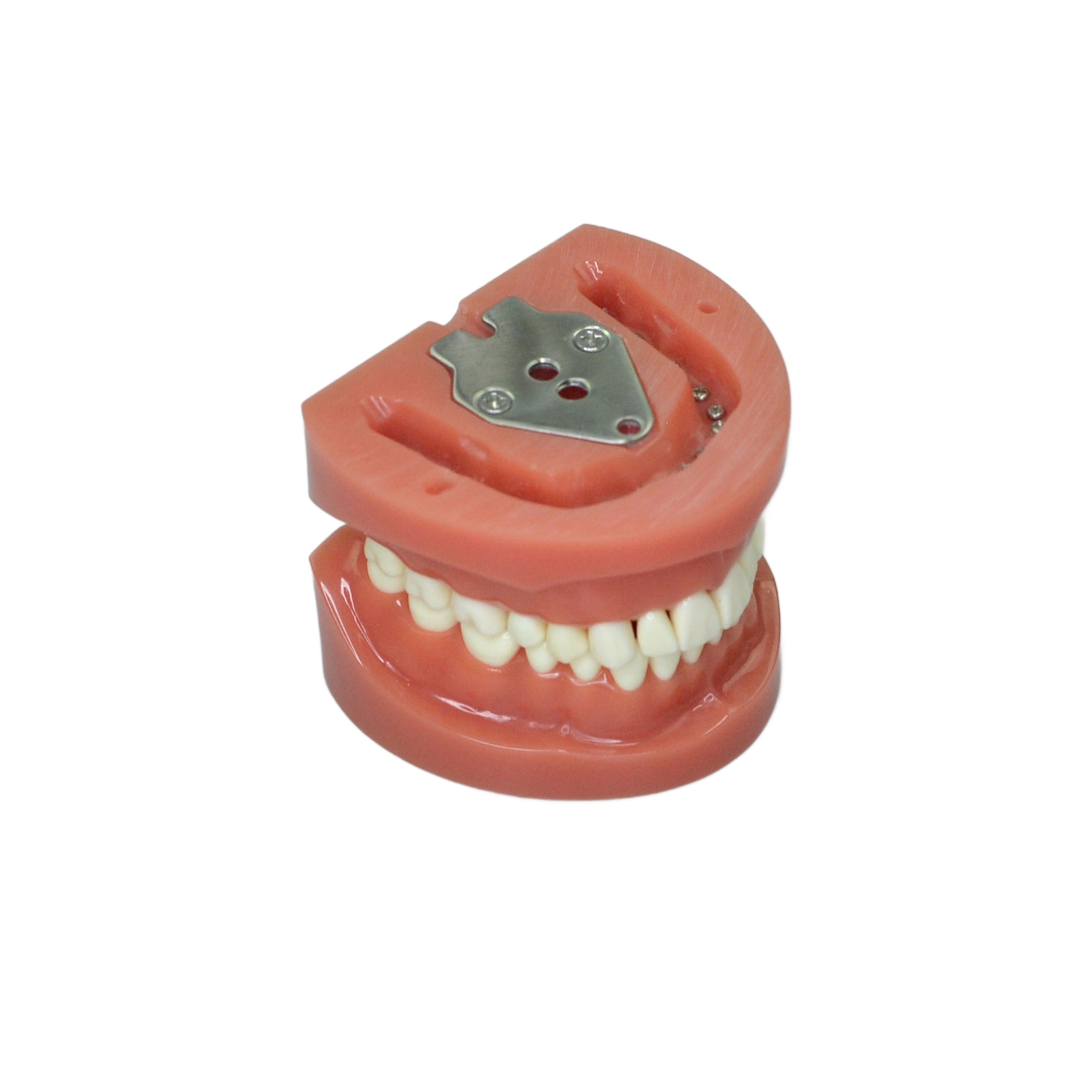 Tooth Preparation Typodont Model 32 Teeth | Phantom Head Mount | Hard Pink Gingiva - Image 3