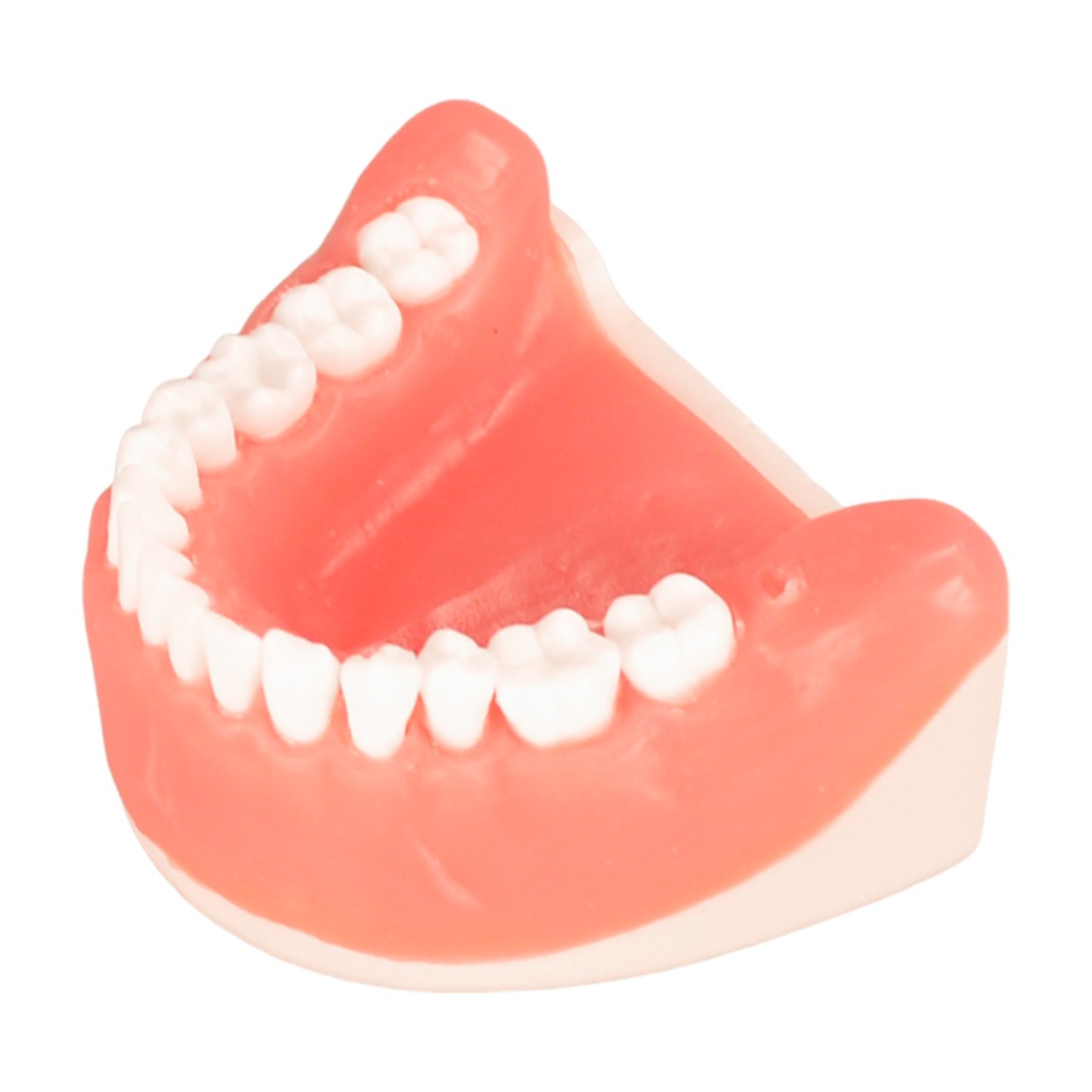 horizontally wisdom tooth embed in typodont jaw model