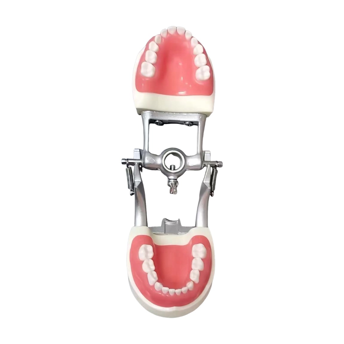pediatric 24 teeth