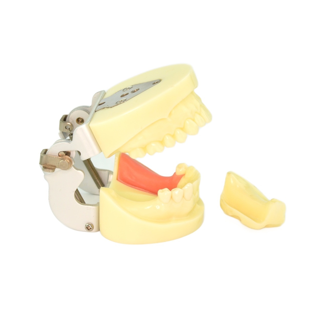 replaceable alveolar module for preclincal dentistry skill development