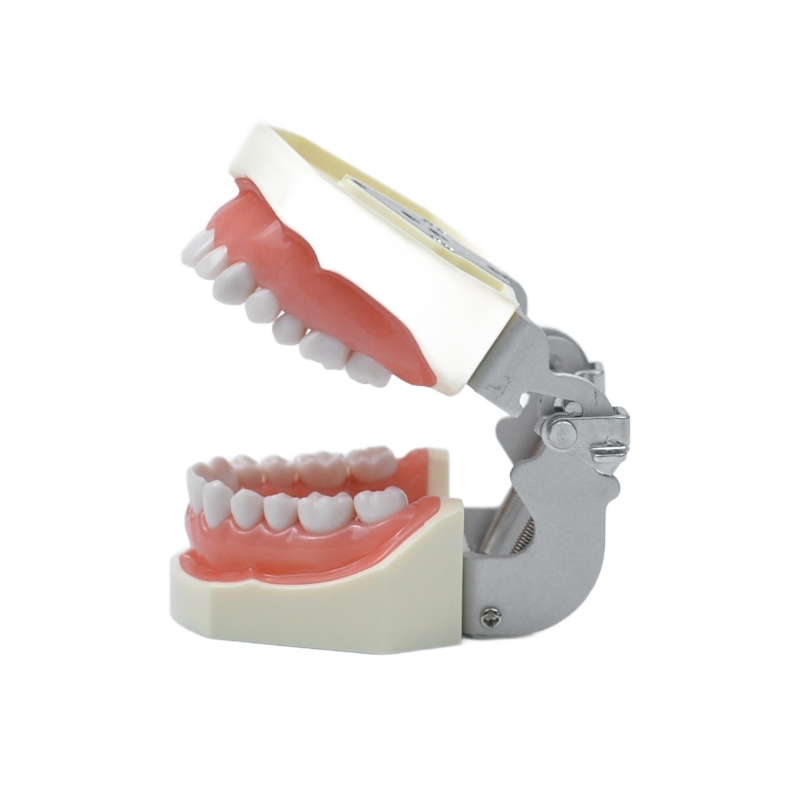 soft gingiva handpiece control cavity practice model