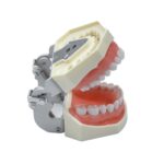 typodont model with hinge articulator